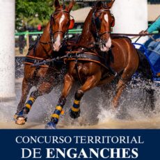 🗓️Del 12 al 13 de septiembre CAT CONCURSO COMPLETO DE ENGANCHES. Real Club Pineda de Sevilla, Sevilla.
